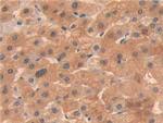 OIT3 Antibody in Immunohistochemistry (Paraffin) (IHC (P))