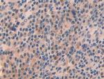 OIT3 Antibody in Immunohistochemistry (Paraffin) (IHC (P))