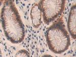 OIT3 Antibody in Immunohistochemistry (Paraffin) (IHC (P))