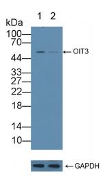 OIT3 Antibody in Western Blot (WB)