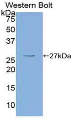 OIT3 Antibody in Western Blot (WB)