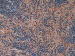 OIT3 Antibody in Immunohistochemistry (Paraffin) (IHC (P))