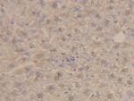 ORM2 Antibody in Immunohistochemistry (Paraffin) (IHC (P))