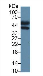 ORM2 Antibody in Western Blot (WB)