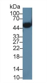 ORM2 Antibody in Western Blot (WB)