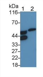 ORM2 Antibody in Western Blot (WB)