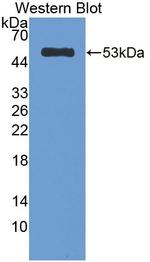 CELA1 Antibody in Western Blot (WB)