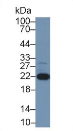 DJ-1 Antibody in Western Blot (WB)