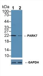 DJ-1 Antibody in Western Blot (WB)