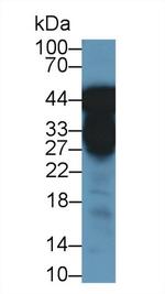 Pepsin Antibody in Western Blot (WB)