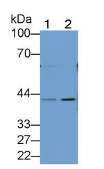 PGA5 Antibody in Western Blot (WB)