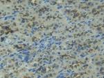 PGA5 Antibody in Immunohistochemistry (Paraffin) (IHC (P))