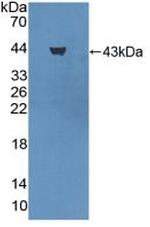 PGA5 Antibody in Western Blot (WB)