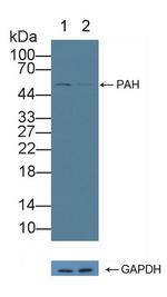 PAH Antibody in Western Blot (WB)