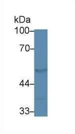 FARS2 Antibody in Western Blot (WB)