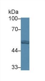 FARS2 Antibody in Western Blot (WB)