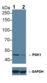 PGK1 Antibody in Western Blot (WB)