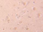 PHPT1 Antibody in Immunohistochemistry (Paraffin) (IHC (P))