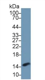 PHPT1 Antibody in Western Blot (WB)