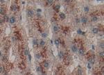 LGALS13 Antibody in Immunohistochemistry (Paraffin) (IHC (P))