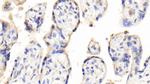 PAPPA Antibody in Immunohistochemistry (Paraffin) (IHC (P))