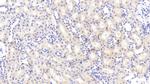 PZP Antibody in Immunohistochemistry (Paraffin) (IHC (P))