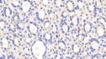 PZP Antibody in Immunohistochemistry (Paraffin) (IHC (P))