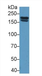 PZP Antibody in Western Blot (WB)