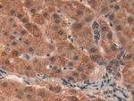 Prohibitin Antibody in Immunohistochemistry (Paraffin) (IHC (P))