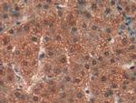 Prohibitin Antibody in Immunohistochemistry (Paraffin) (IHC (P))