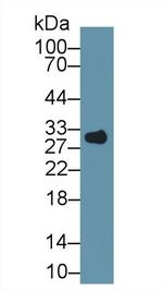 Prohibitin Antibody in Western Blot (WB)