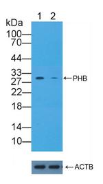 Prohibitin Antibody in Western Blot (WB)