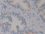 PSAP Antibody in Immunohistochemistry (Paraffin) (IHC (P))