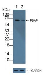 PSAP Antibody in Western Blot (WB)