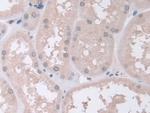 PSMA5 Antibody in Immunohistochemistry (Paraffin) (IHC (P))