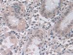 PSMA5 Antibody in Immunohistochemistry (Paraffin) (IHC (P))