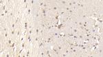 PTPRS Antibody in Immunohistochemistry (Paraffin) (IHC (P))