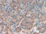 REG1B Antibody in Immunohistochemistry (Paraffin) (IHC (P))