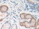 REG1B Antibody in Immunohistochemistry (Paraffin) (IHC (P))