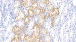 RBP4 Antibody in Immunohistochemistry (Paraffin) (IHC (P))