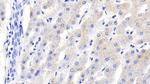 RBP4 Antibody in Immunohistochemistry (Paraffin) (IHC (P))