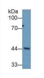 REV1 Antibody in Western Blot (WB)