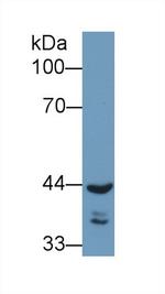 REV1 Antibody in Western Blot (WB)