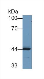 REV1 Antibody in Western Blot (WB)