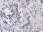 SEPT5 Antibody in Immunohistochemistry (Paraffin) (IHC (P))