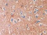 SEPT5 Antibody in Immunohistochemistry (Paraffin) (IHC (P))