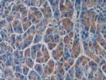 SEPT5 Antibody in Immunohistochemistry (Paraffin) (IHC (P))