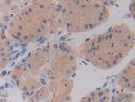 SHMT2 Antibody in Immunohistochemistry (Paraffin) (IHC (P))