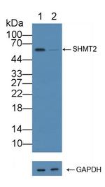 SHMT2 Antibody in Western Blot (WB)