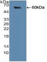 SHMT2 Antibody in Western Blot (WB)